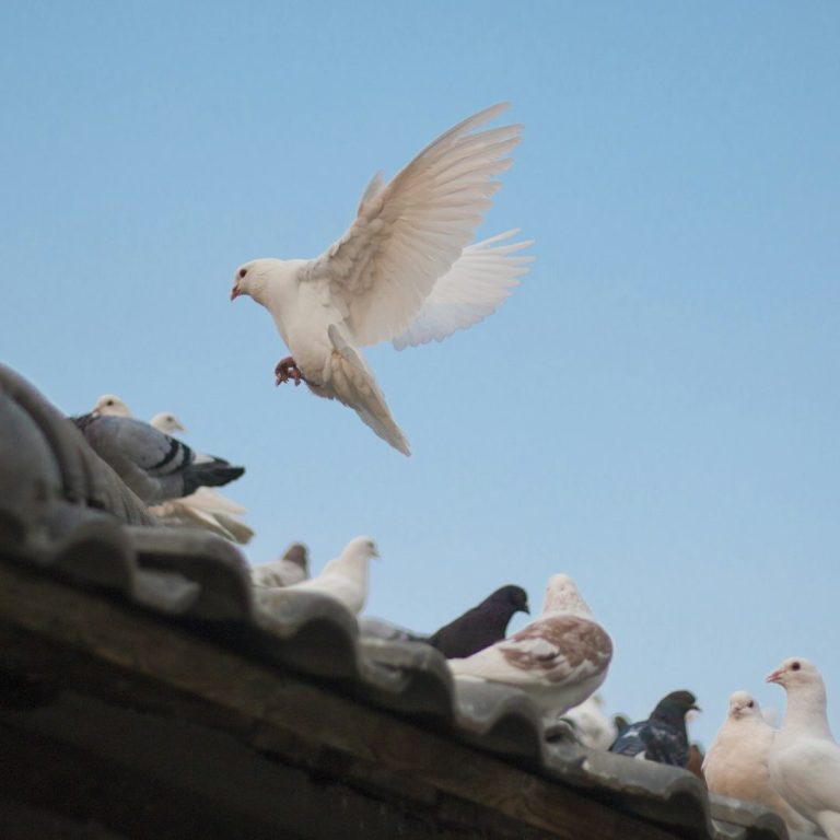 Viele Tauben sitzen auf einem Dach. Eine Taube fliegt gerade an. Tauben